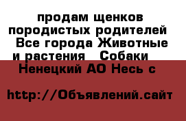 продам щенков породистых родителей - Все города Животные и растения » Собаки   . Ненецкий АО,Несь с.